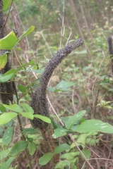 Uraria crinita