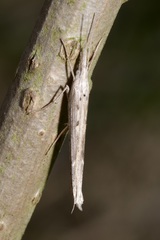 Ypsolopha mucronella