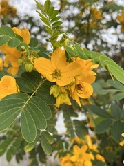 Senna surattensis