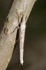 Ypsolopha mucronella