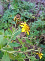 Verbesina subcordata