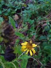 Verbesina subcordata