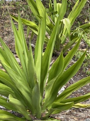 Furcraea tuberosa