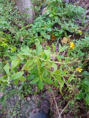 Verbesina subcordata