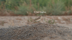 Lanius isabellinus