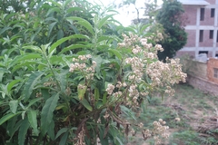 Blumea balsamifera
