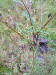 Bidens subalternans
