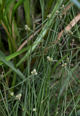 Cyperus leptocarpus