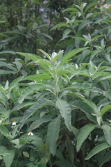 Blumea balsamifera