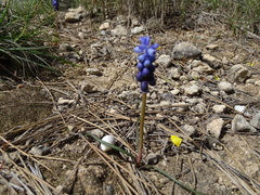 Muscari neglectum