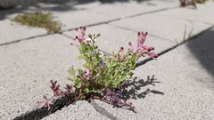 Fumaria bastardii