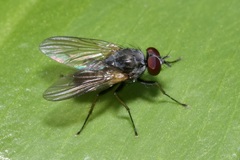 Emmesomyia