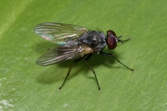 Emmesomyia