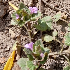 Glechoma hederacea