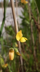 Lathyrus annuus