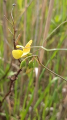 Lathyrus annuus