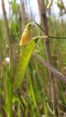 Lathyrus annuus