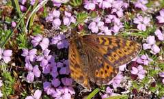 Boloria polaris