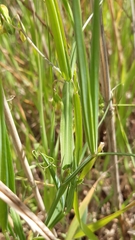 Lathyrus annuus