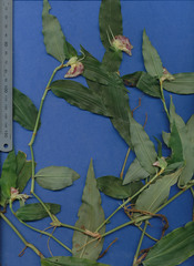 Commelina rufipes