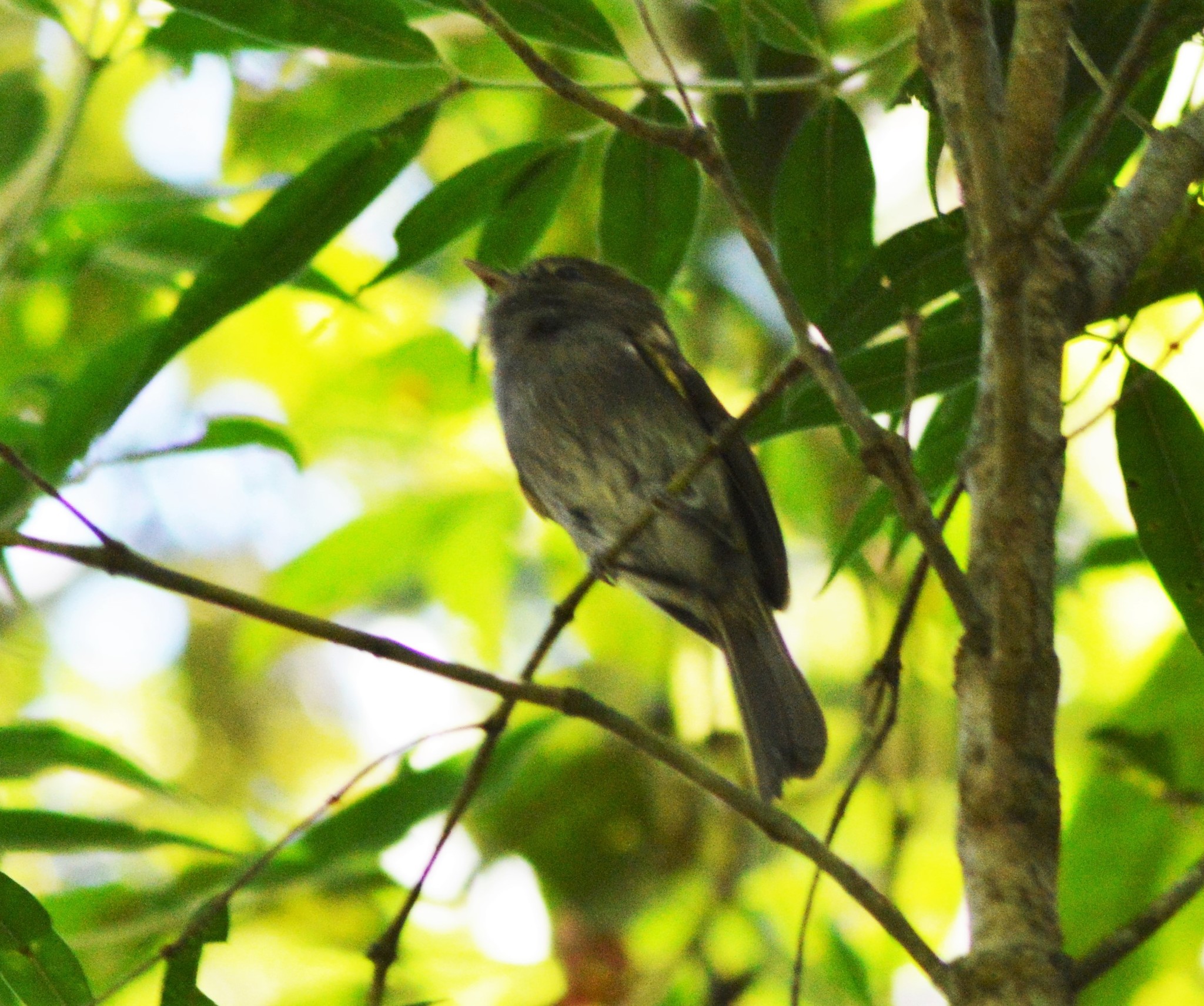 Hemitriccus Diops Temminck 1822 hemitriccus-diops-temminck-1822