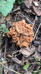 Gyromitra gigas
