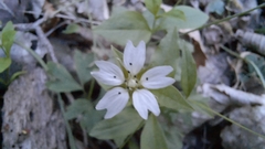 Pseudostellaria europaea