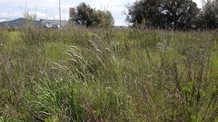 Phalaris coerulescens