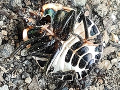 Poecilocoris lewisi