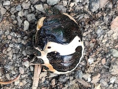 Poecilocoris lewisi