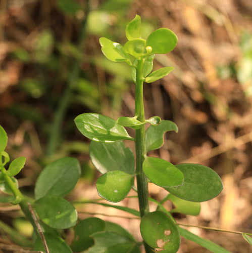 Image of Senecio viminalis by (c) Wynand Uys, some rights reserved (CC BY)