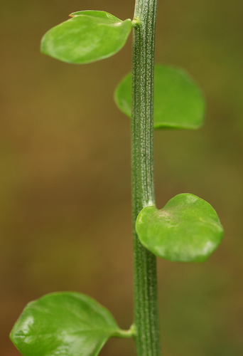 Image of Senecio viminalis by (c) Wynand Uys, some rights reserved (CC BY)