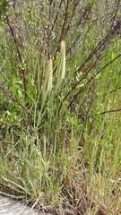 Tragopogon porrifolius porrifolius
