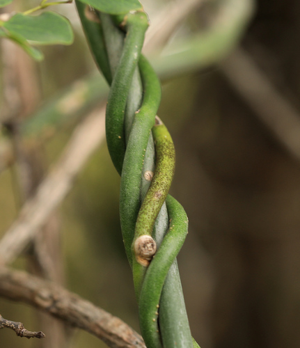 Image of Senecio viminalis by (c) Wynand Uys, some rights reserved (CC BY)