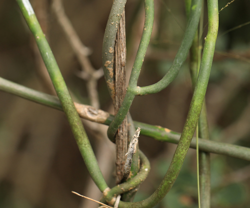 Image of Senecio viminalis by (c) Wynand Uys, some rights reserved (CC BY)