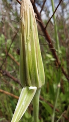 Tragopogon porrifolius porrifolius