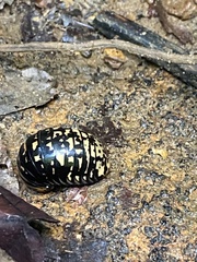 Arthrosphaera versicolor