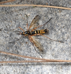 Ctenophora flaveolata