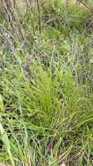 Carex divulsa