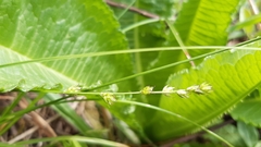 Carex divulsa