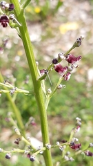 Scrophularia canina canina