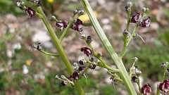 Scrophularia canina canina