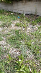 Scrophularia canina canina