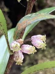 Solomon's Seal (Polygonatum)