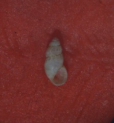Onoba semicostata