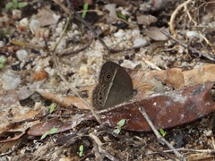 Mycalesis perseoides