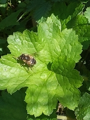 Eristalis pertinax