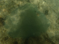 Pseudodiploria clivosa