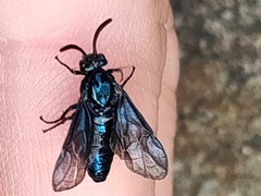 Arge similis