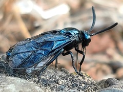 Arge similis